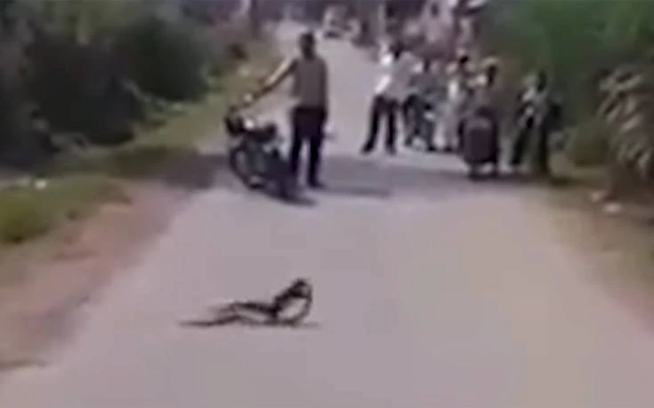 Μαγκούστα εναντίον κόμπρας σε μια μάχη μέχρις εσχάτων (βίντεο)